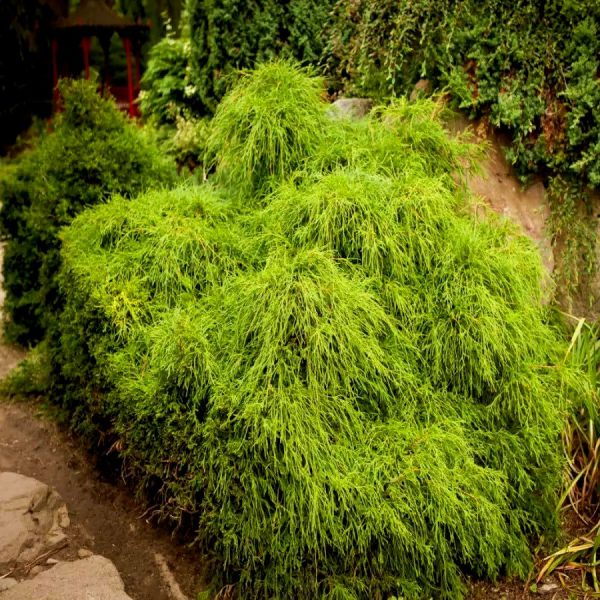 Кипарисовик Горохоплодный Филифера Нана