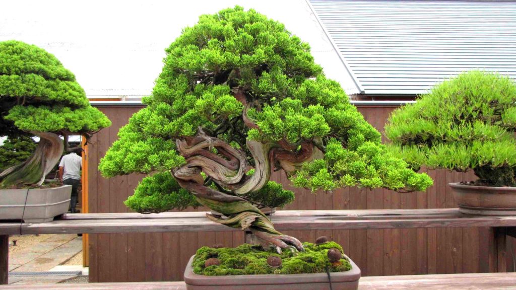 История создания бонсай
