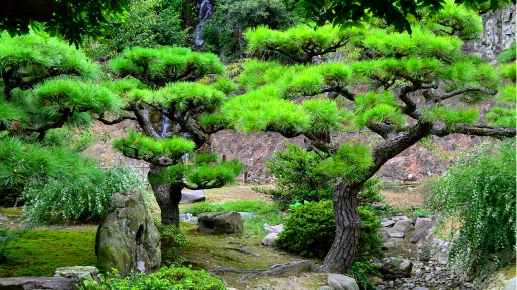 История создания ниваки