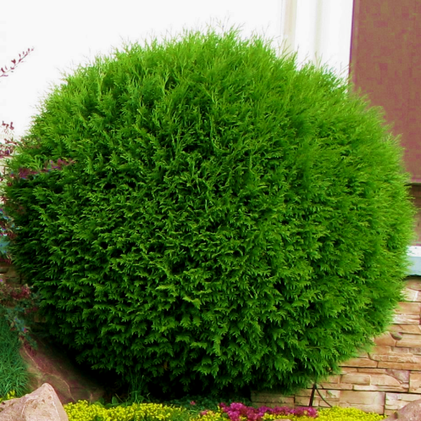 Туя западная Глобоза