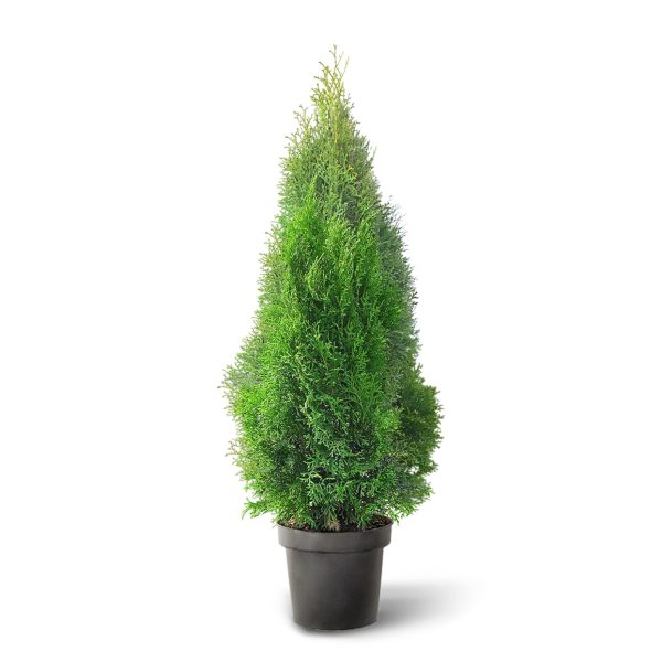 Туя западная Смарагд