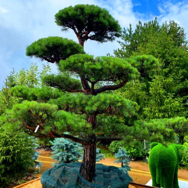 Ниваки из сосны обыкновенной