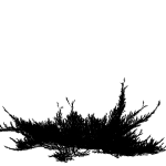 Можжевельник