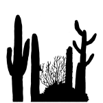 Суккуленты