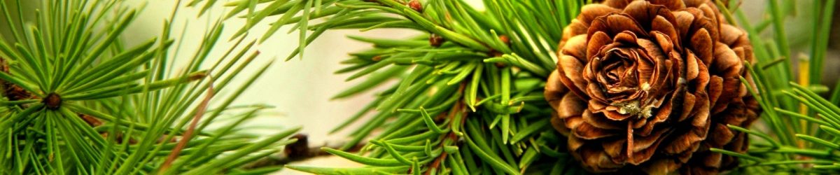 Чем полезны хвойные деревья для человека