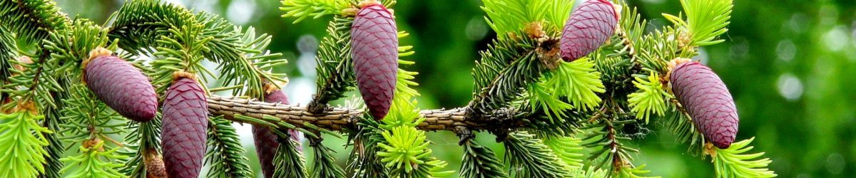 польза хвойных деревьев и кустарников