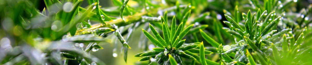 хвойные растения на участке