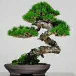 Бонсай из сосны обыкновенной