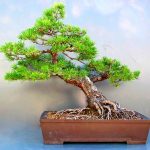 Бонсай из сосны обыкновенной