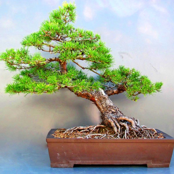 Бонсай из сосны обыкновенной
