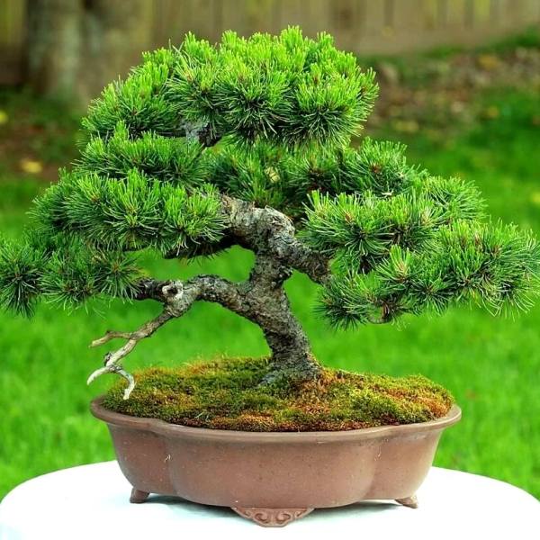 Бонсай из сосны обыкновенной