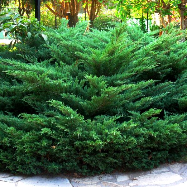 Можжевельник казацкий