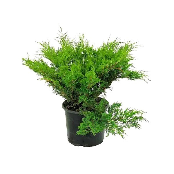 Можжевельник казацкий