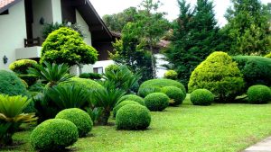 Польза хвойных деревьев