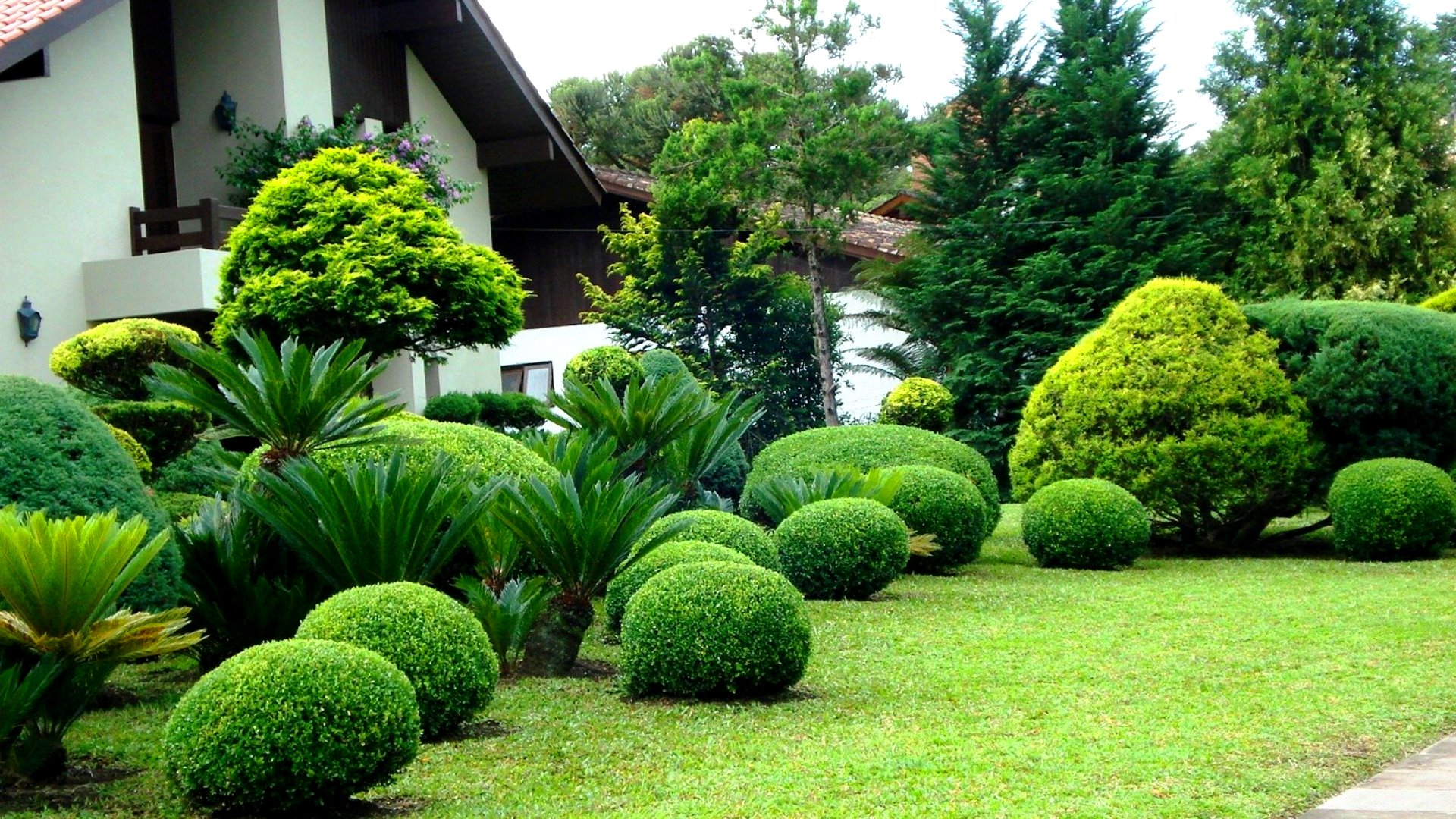 Польза хвойных деревьев