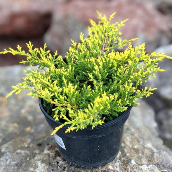 Можжевельник Голд Стар