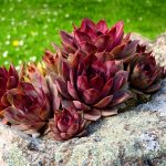 Каменная роза молодило