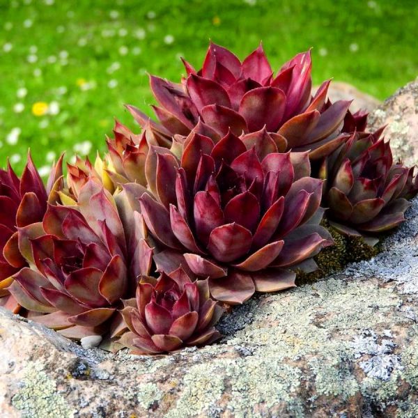 Каменная роза молодило