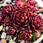 Каменная роза (молодило)