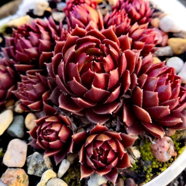 Каменная роза (молодило)